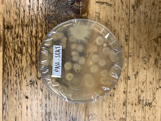 Day 5 Passenger Seat Germs