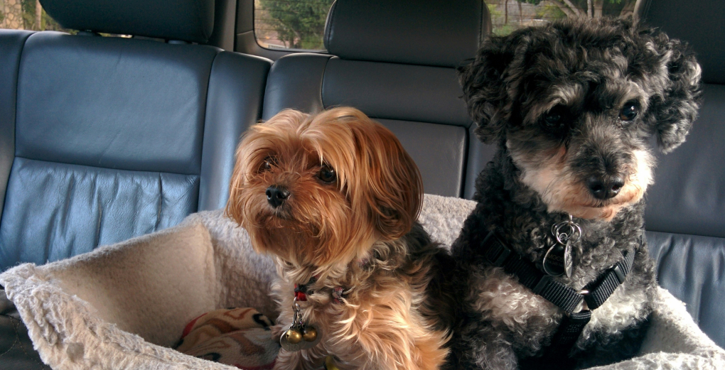 top pet-friendly vehicles